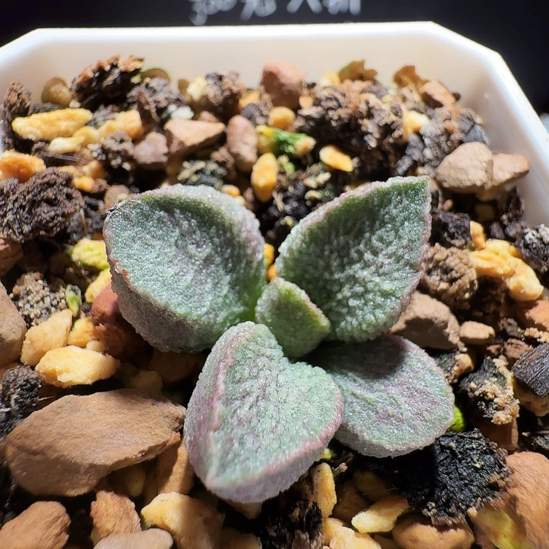 绿猪肝水泡，带盆发货满38包邮