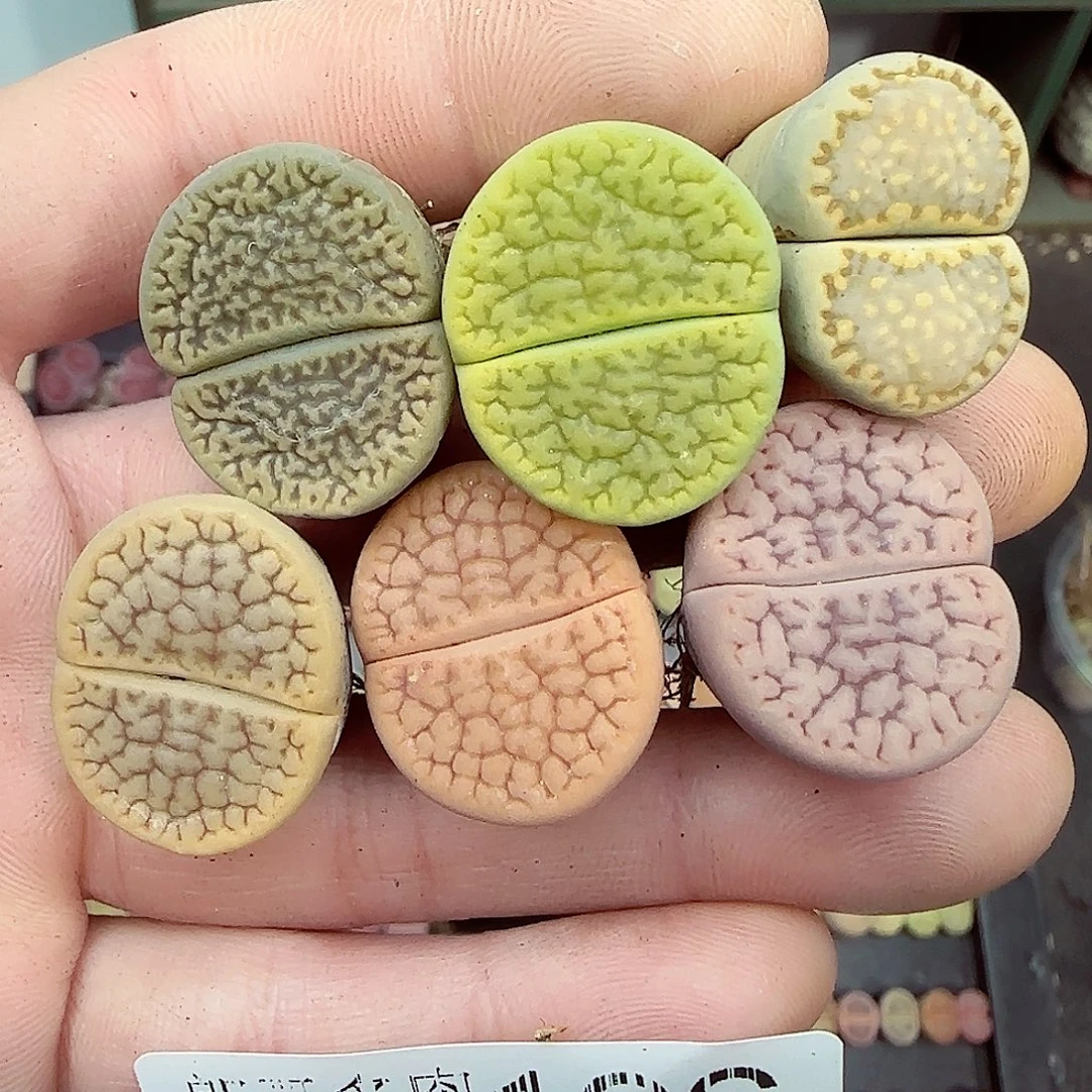 水****满满18包邮1231-196