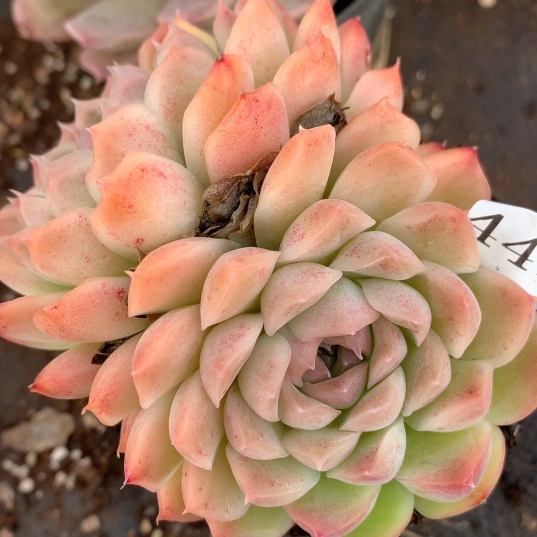 4411杂交多头老桩