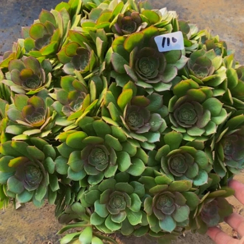 万圣节朵朵多肉植物一物一拍110多肉