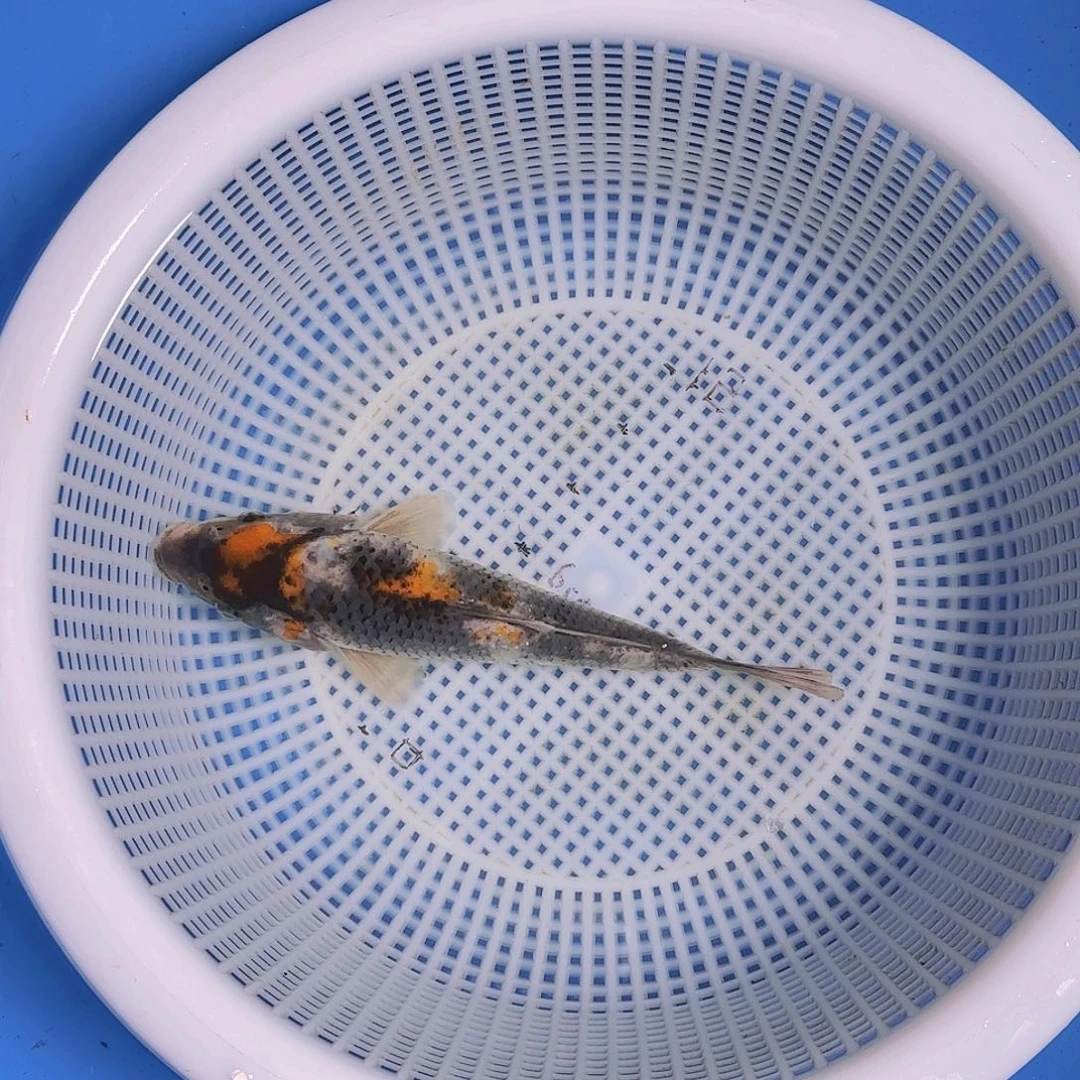 月***U海水锦鲤的故事是