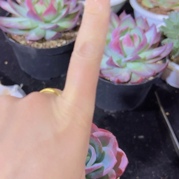 自家土一个多肉植物