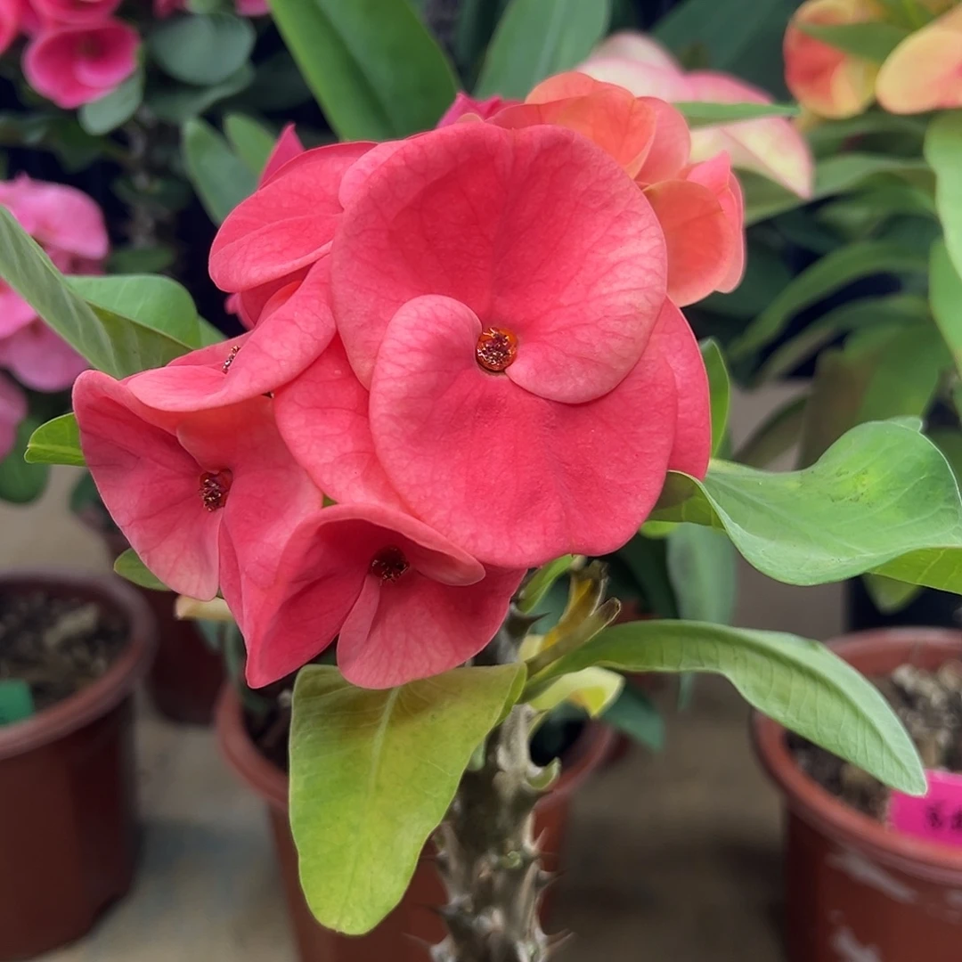 有心泰国大花虎刺梅