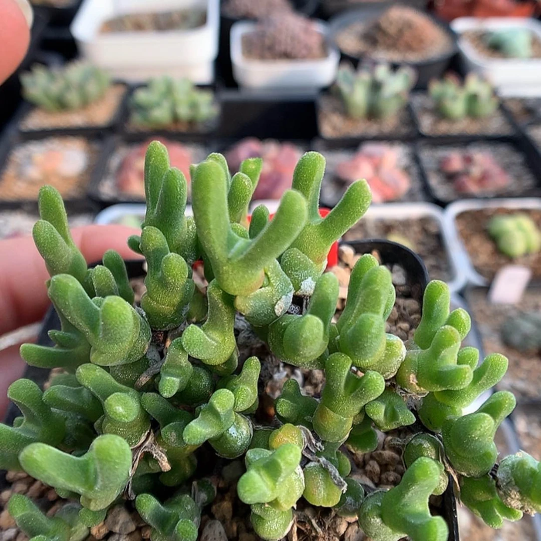 【闪购商品】1-18-5 冰糕一群 38