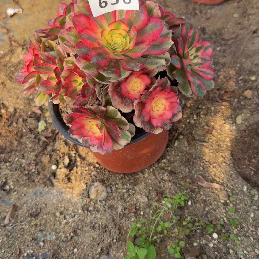 638荔枝。多肉植物