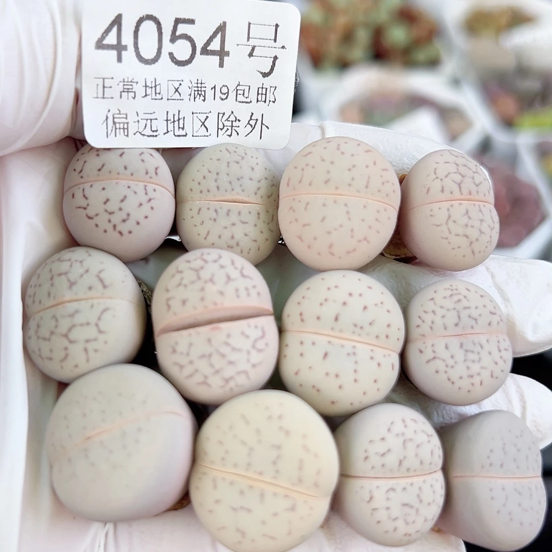 4054四年大白12个1.5-2cm