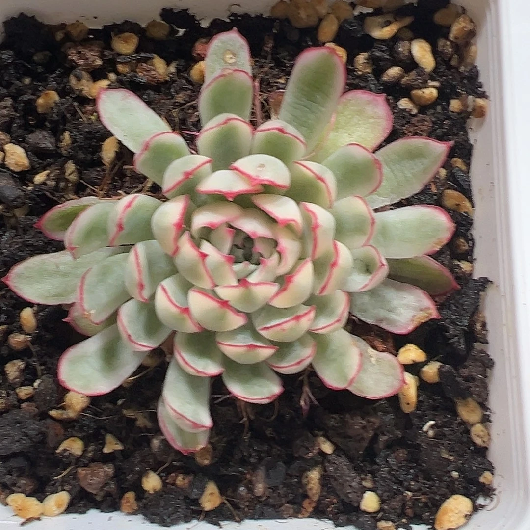 梦幻玫瑰白锦多肉