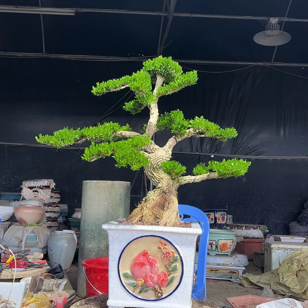 无花朵广东雀舌黄杨盆景