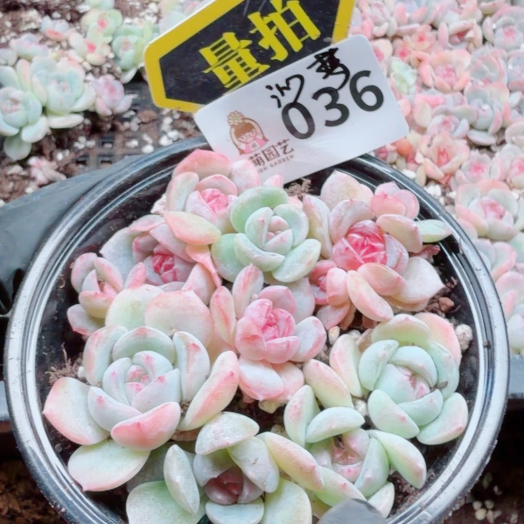 多肉植物多肉植物