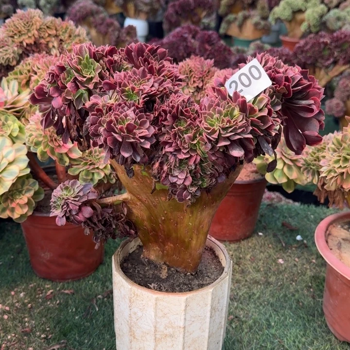 欧嘉莉法师锦缀化微瑕200