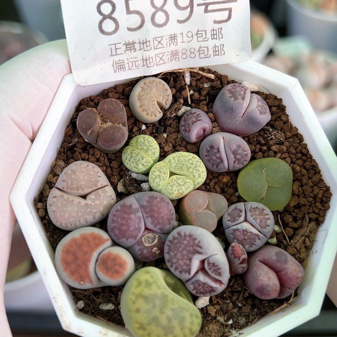 好养易活生石花大母本8589