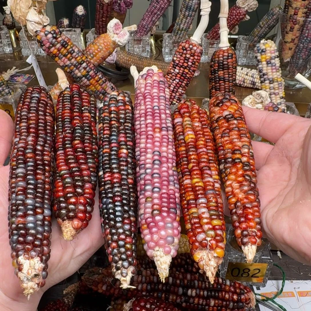 柏香籽/百香籽吊坠简****）