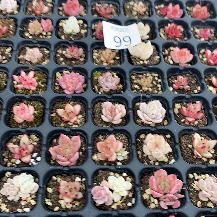 99 多肉植物盆栽花卉