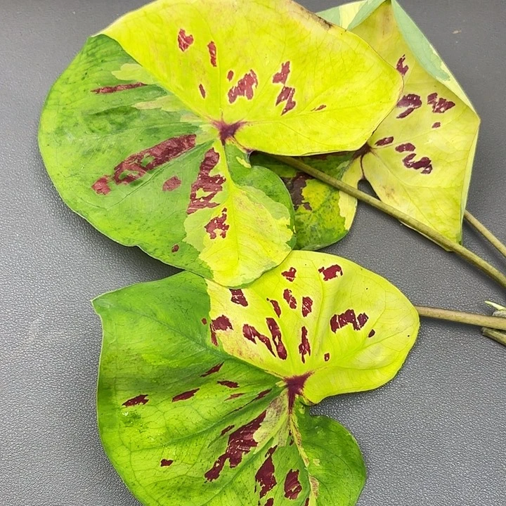 7-0621彩叶芋现货发