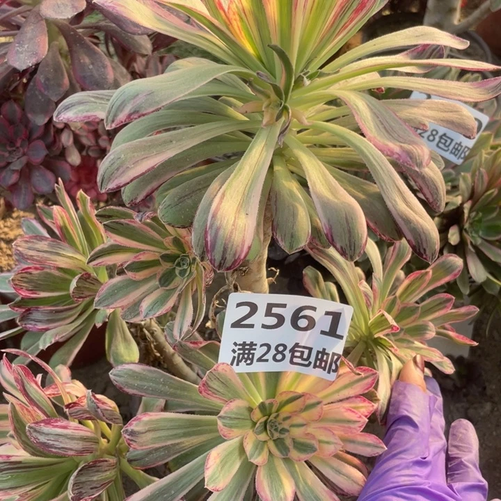 2561二号棚V仅仅多肉植物B