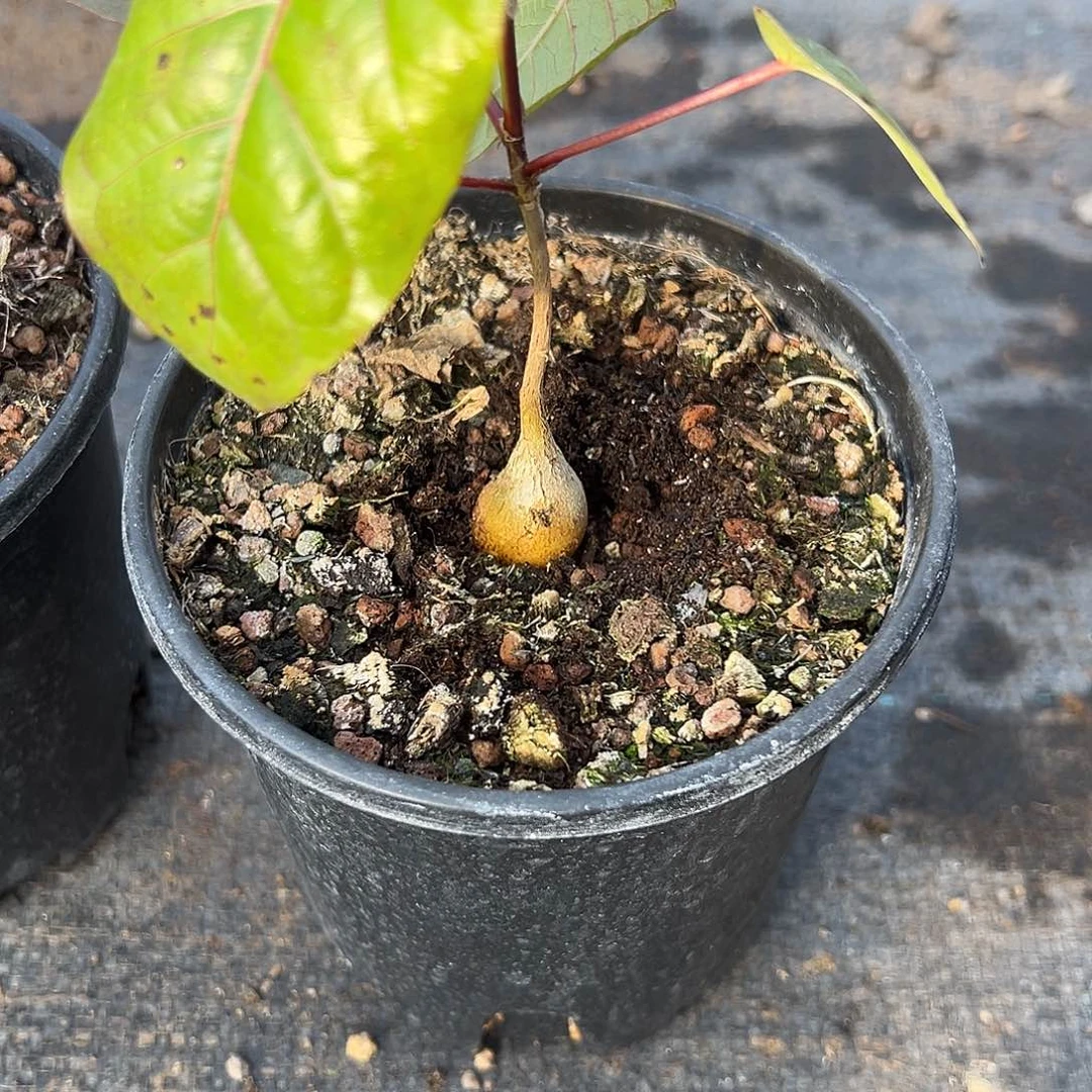 红脉榕一物一拍，，