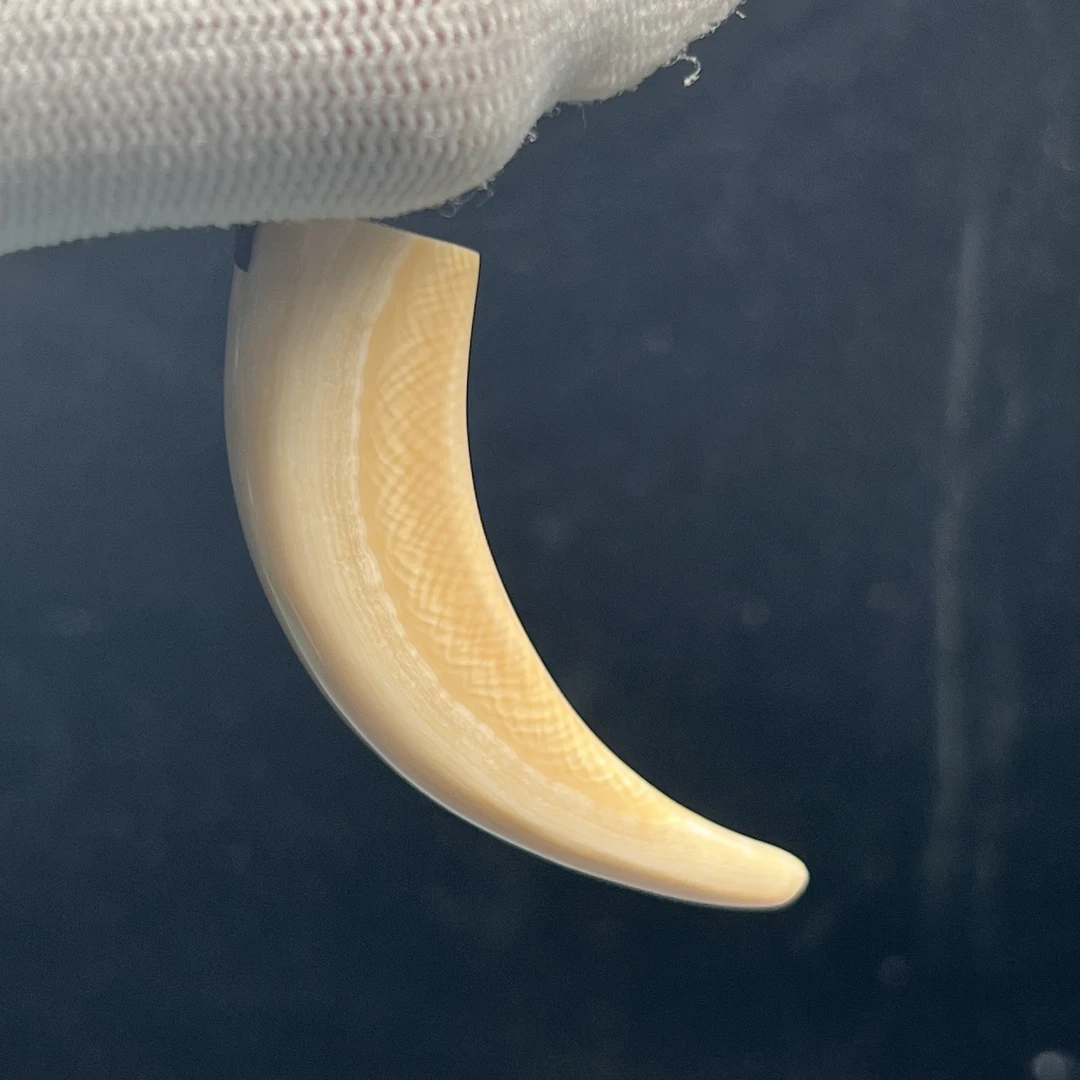 L4189天然猛犸牙牙尖59mm支持鉴定 假一罚四