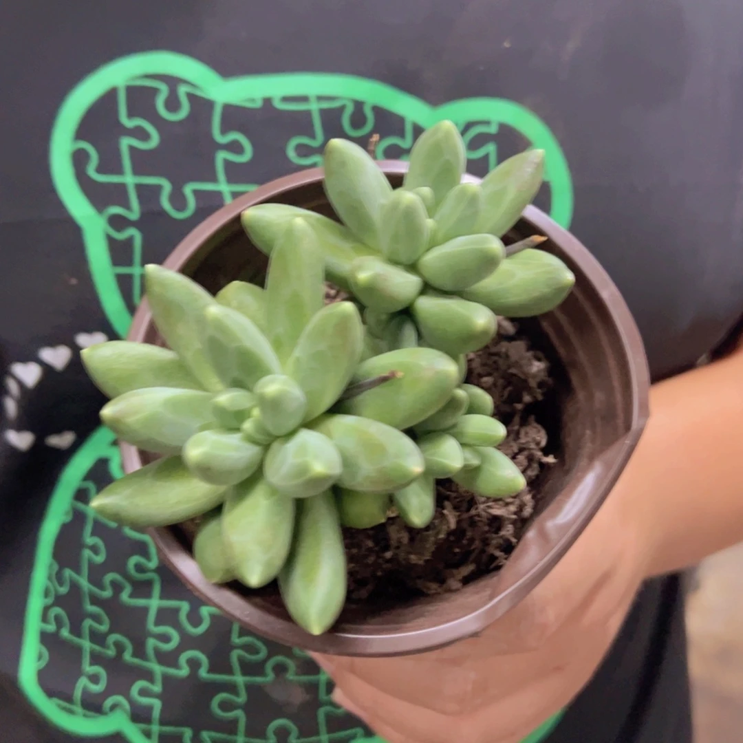 千代田之松双头起发