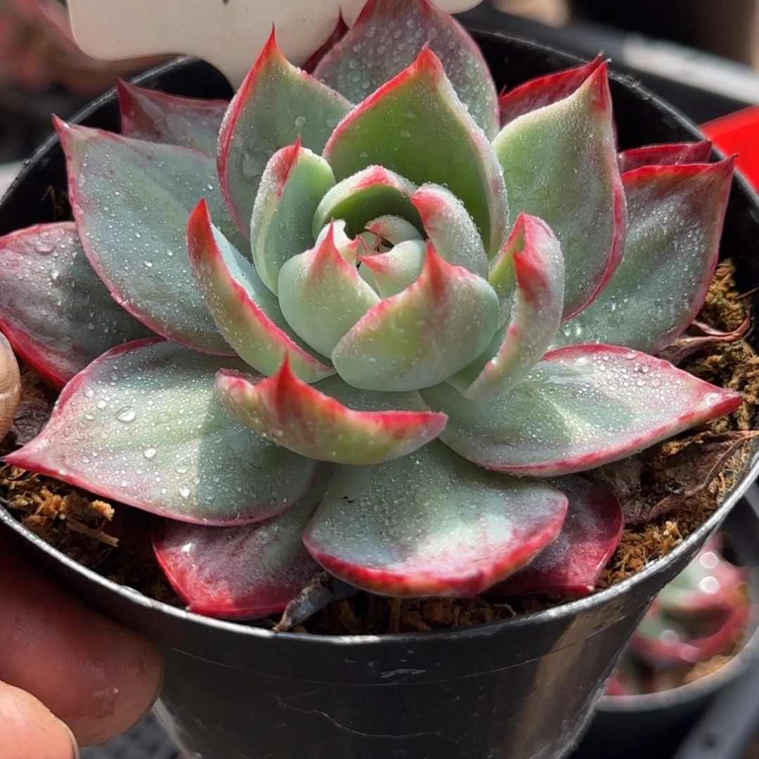 惊鸿一物一拍包装收缩花旱120