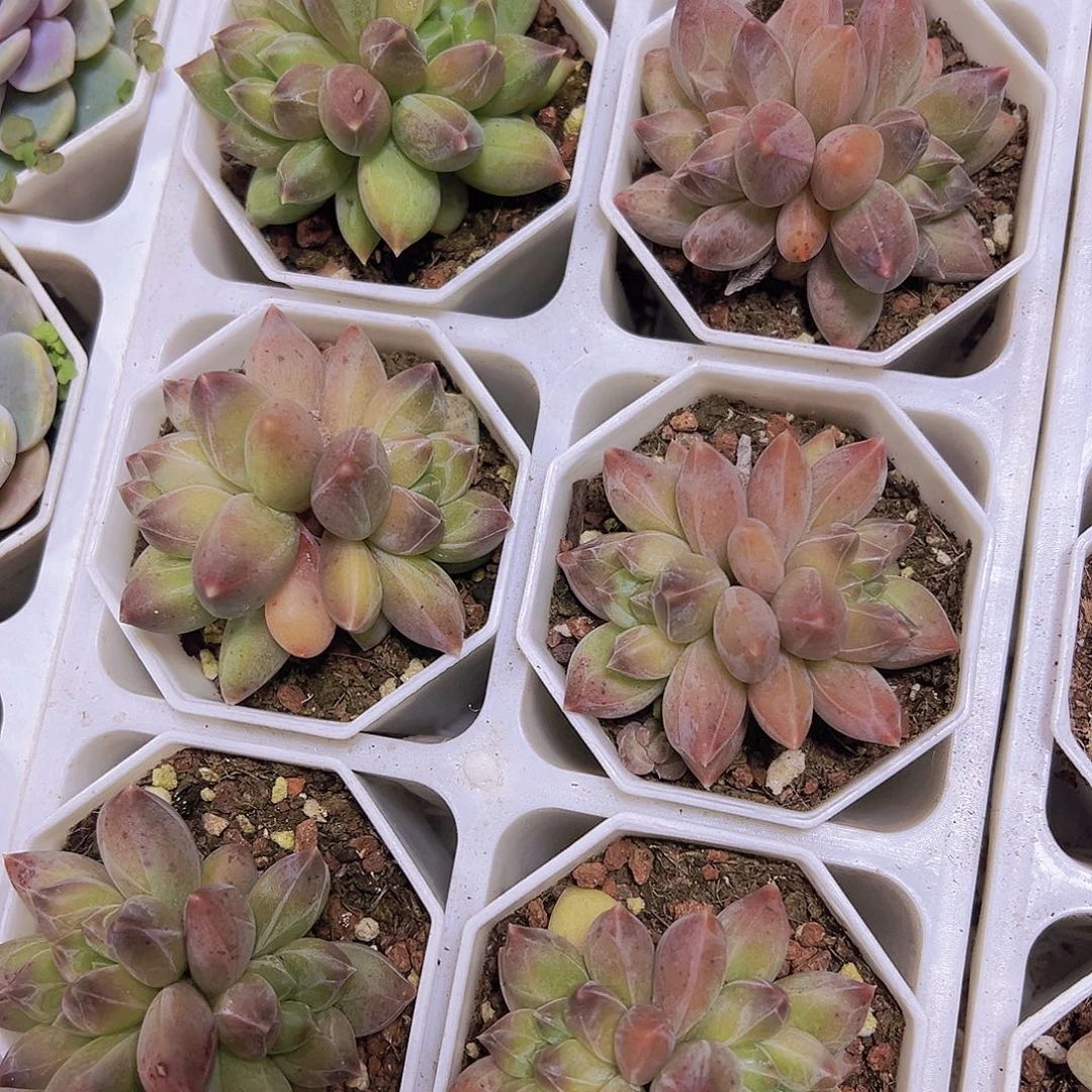 重楼19包邮多肉植物