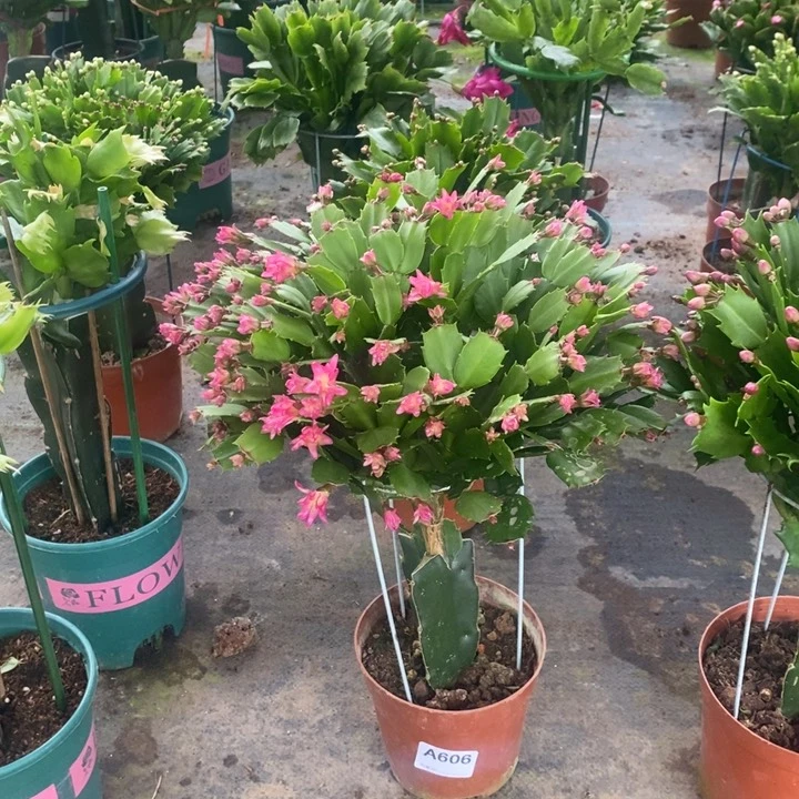 当前无花栽培后可以开花606嫁接草莓