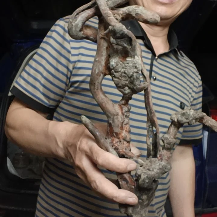 稳定木y***f高山 檬子木文玩料