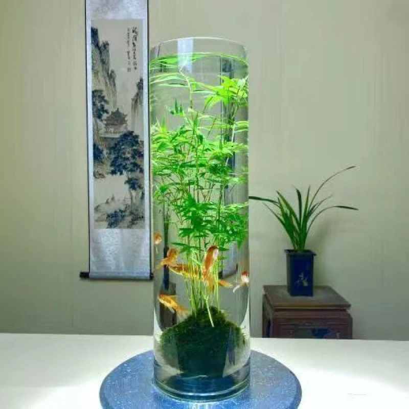 水培米竹绿植盆栽室内绿植盆栽室内绿植盆栽室内水培植物茶室盆景