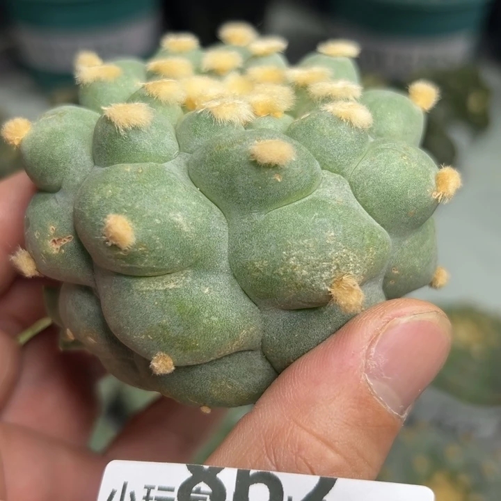 863可节后发货 可帮发根