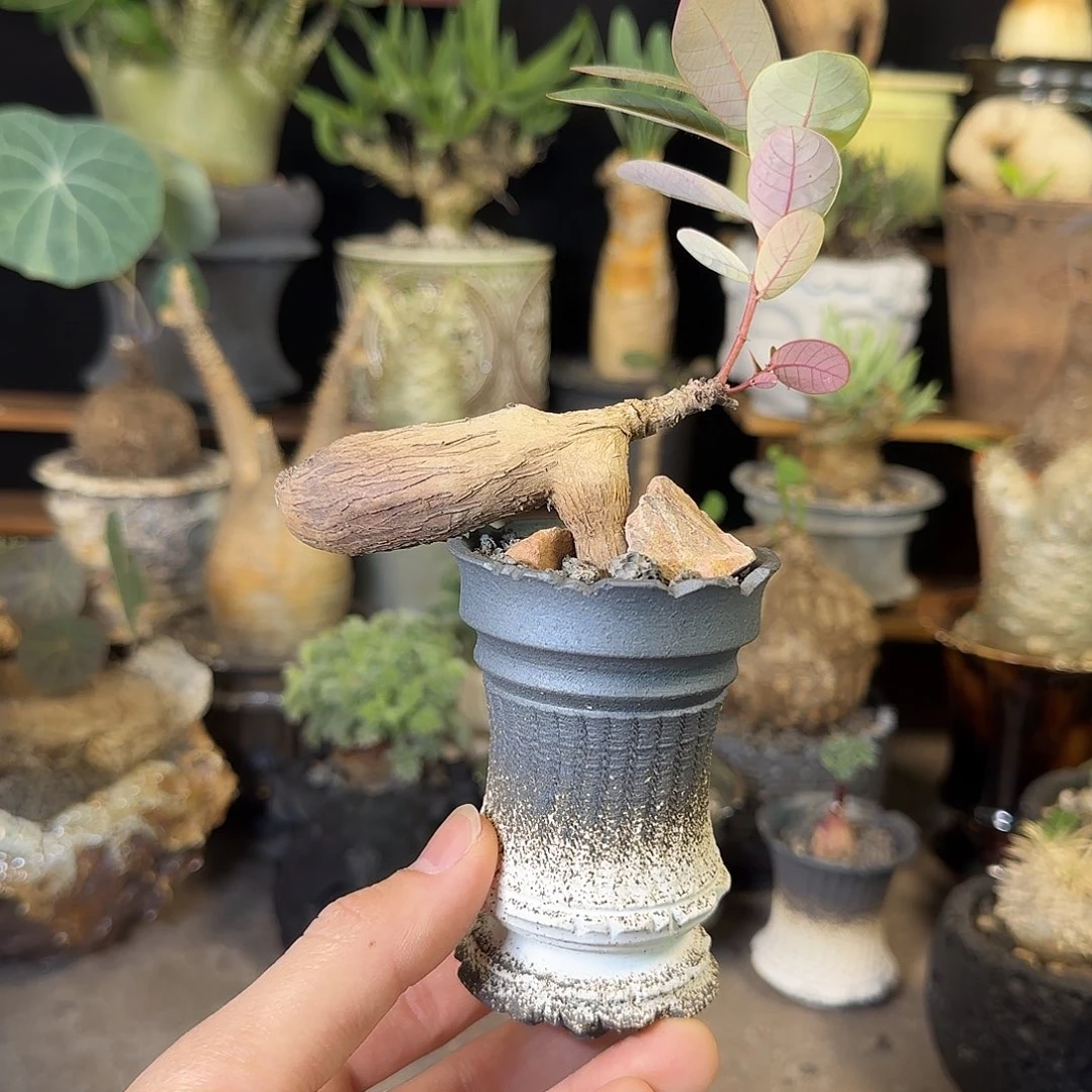 一物一拍奇异油柑180