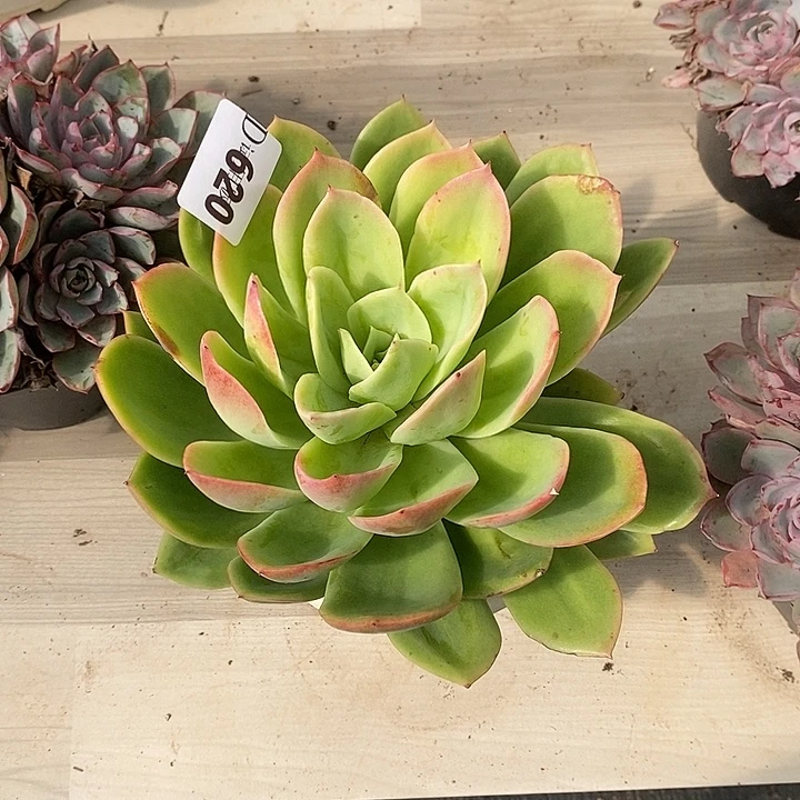 用***6620乔伊多肉植物多肉