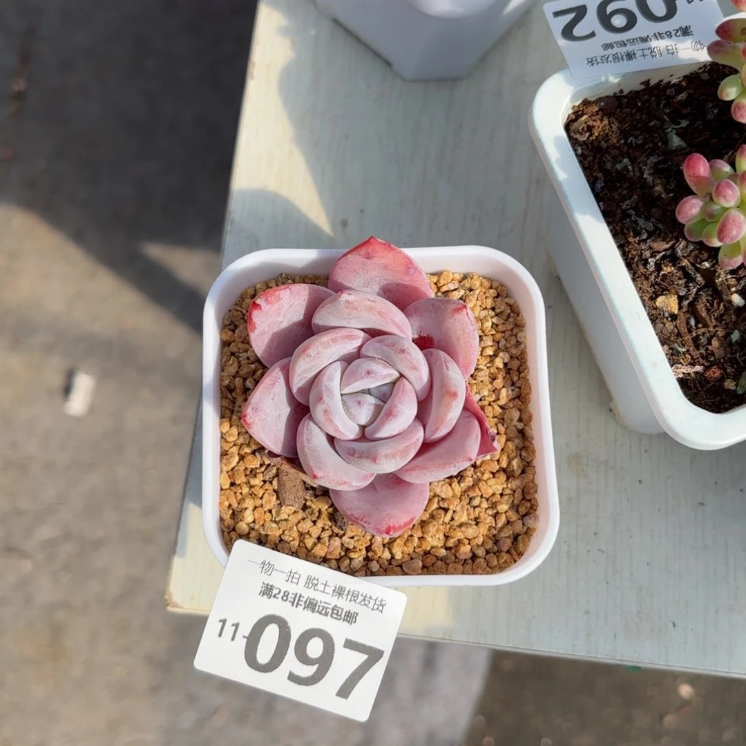 嫦娥一物一拍多肉