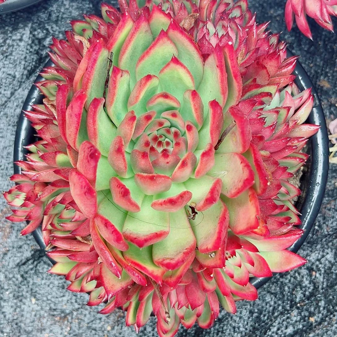 弗兰克群生，一物一拍