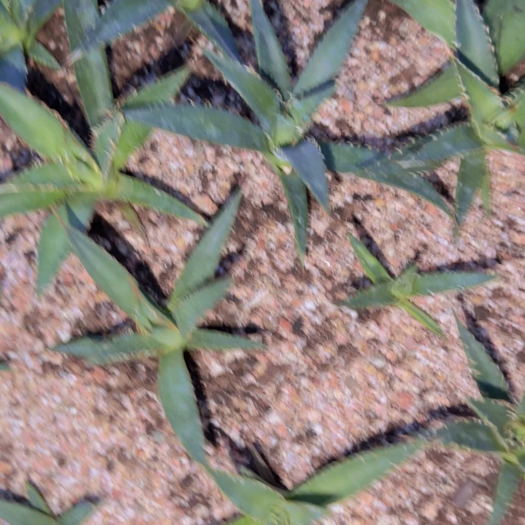 w***t块根植物块根植物