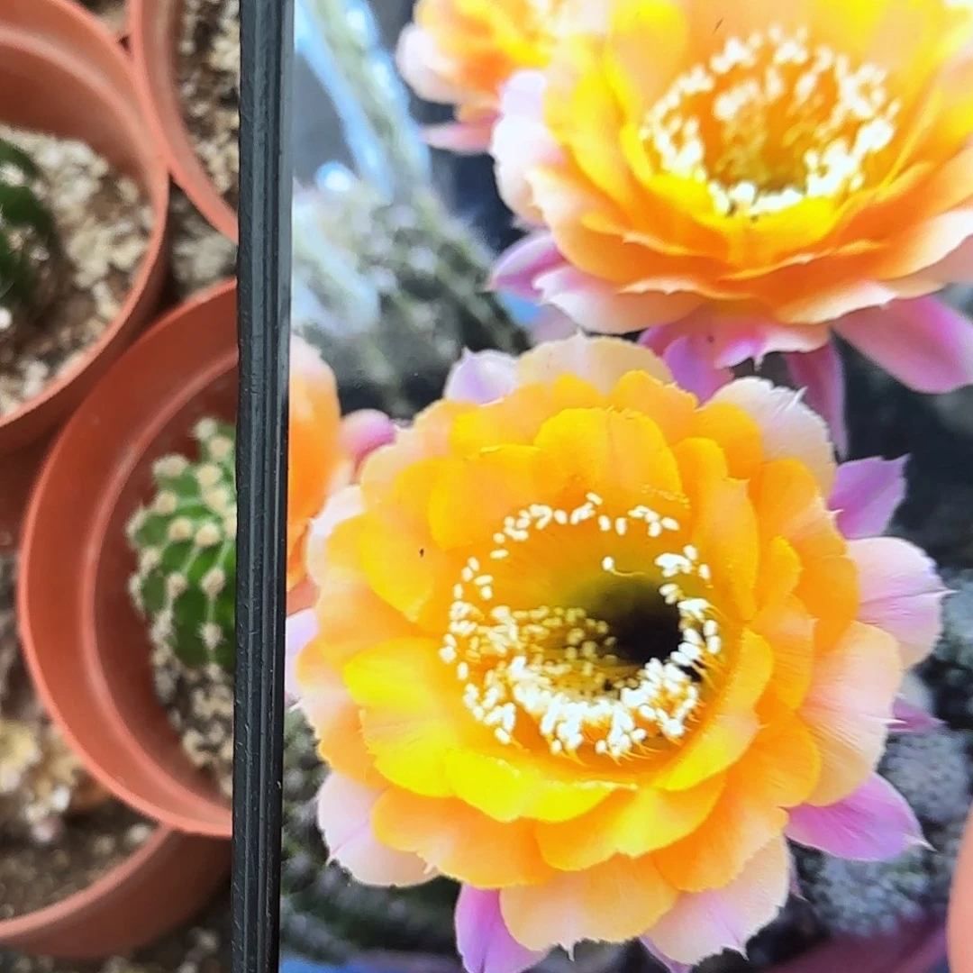 带根短毛七彩侧牙20包邮小小小