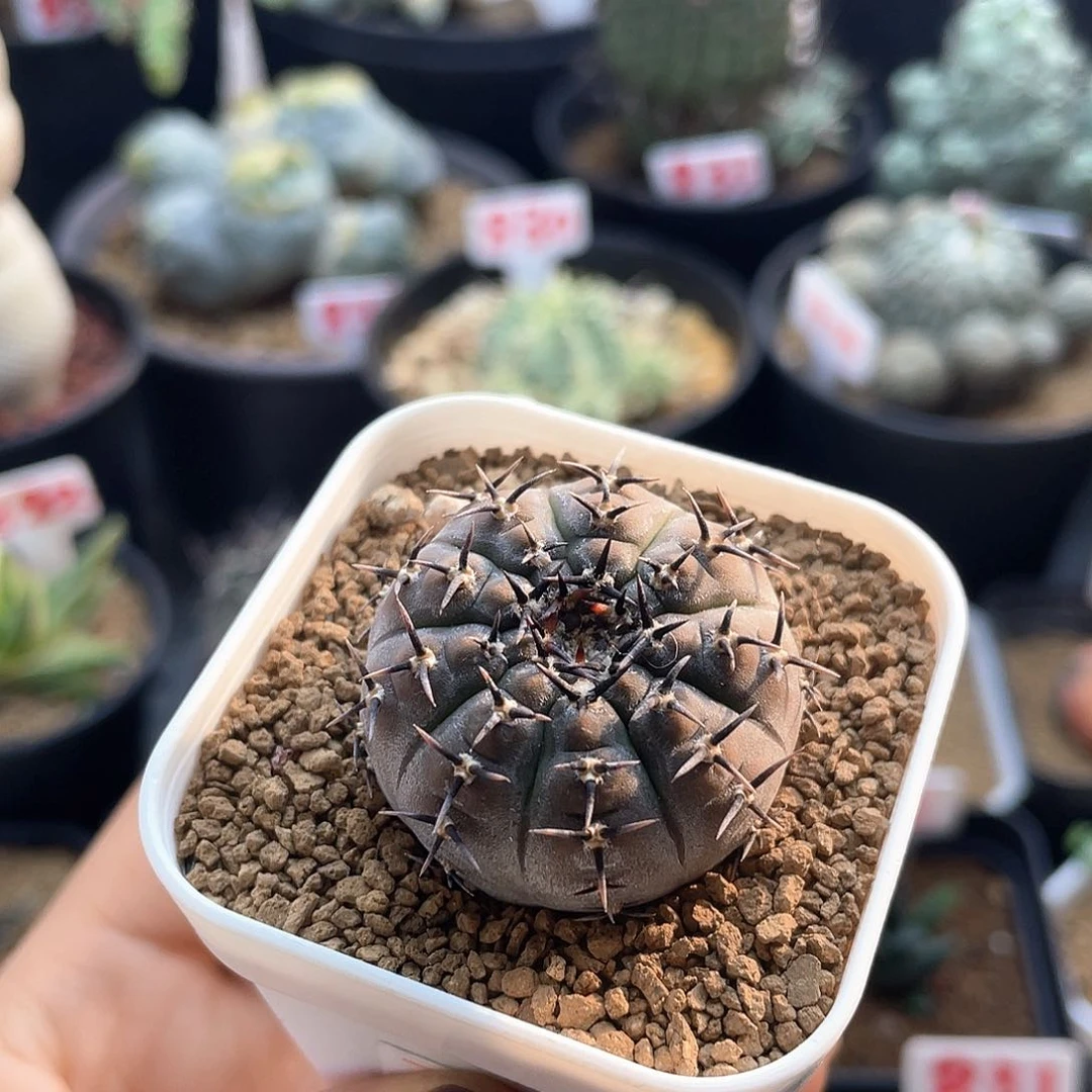 实生短豪刺黑刺凤头