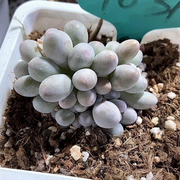 多肉植物汤圆7031