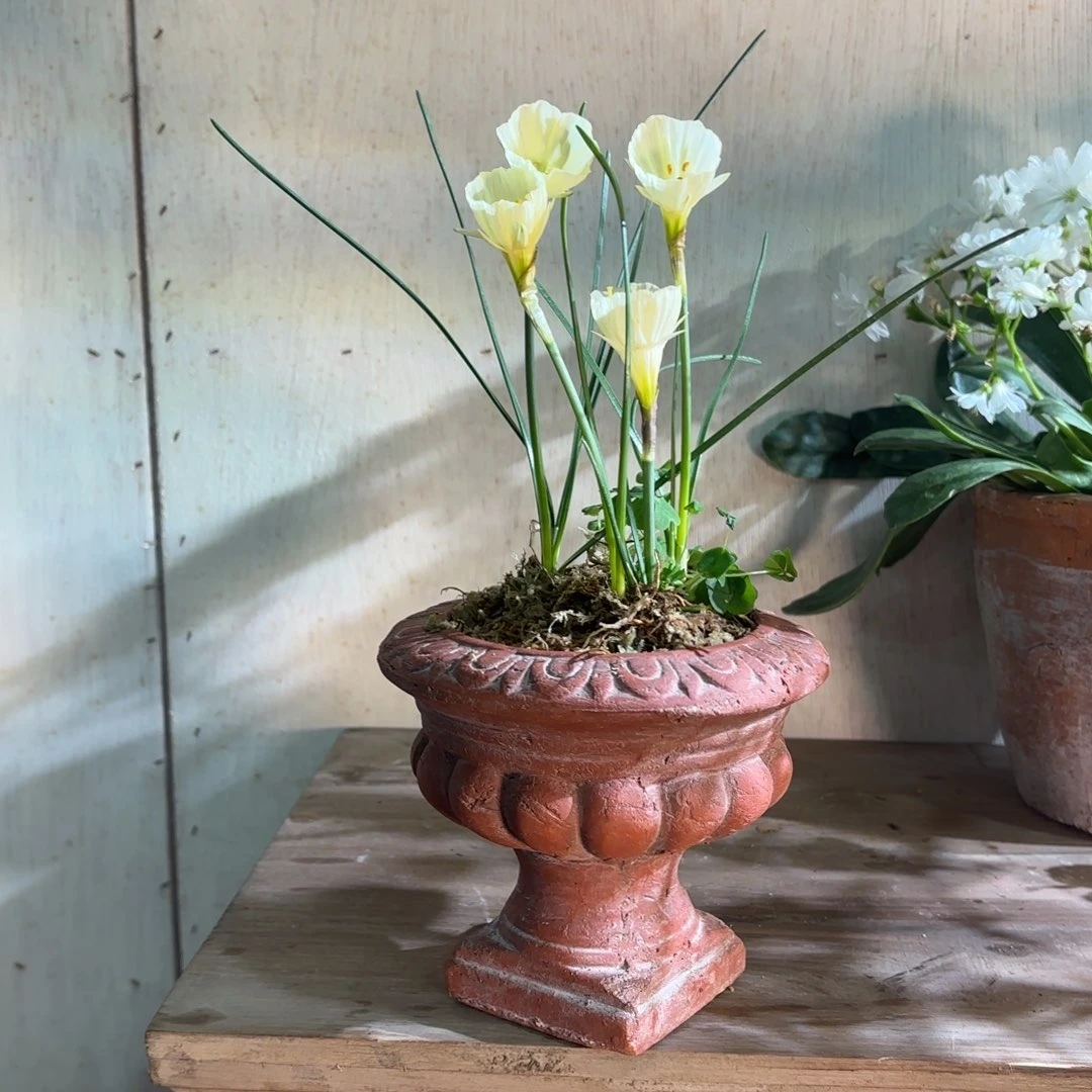 许纯的花房 29复古奖杯