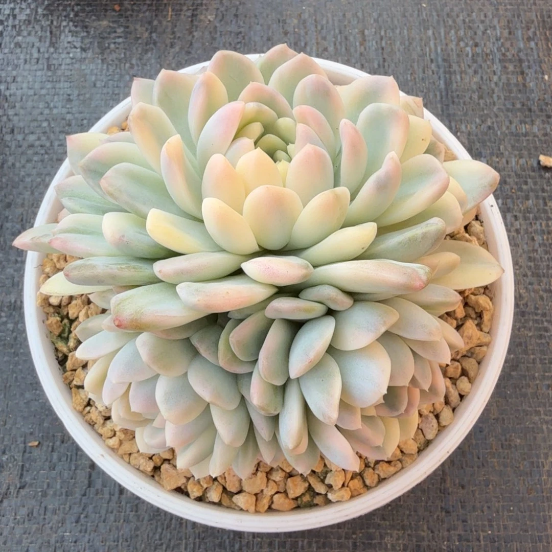 奶油美人锦群锦上园艺一物一拍