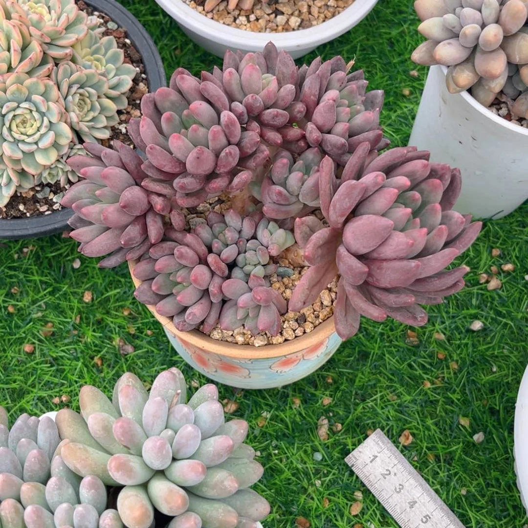 王***芳水晶球5896988yuz