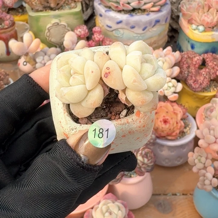 181 多肉含盆 30元包邮 除偏远