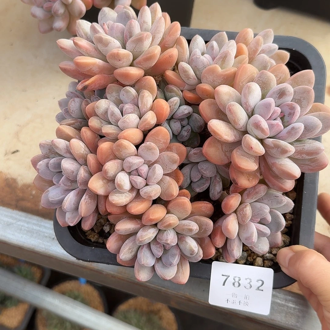 ****）7832号香玉多肉群生