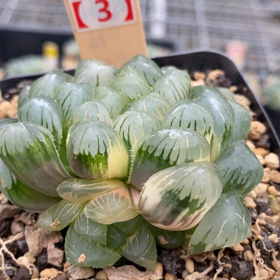 14号实生玉露锦湖水