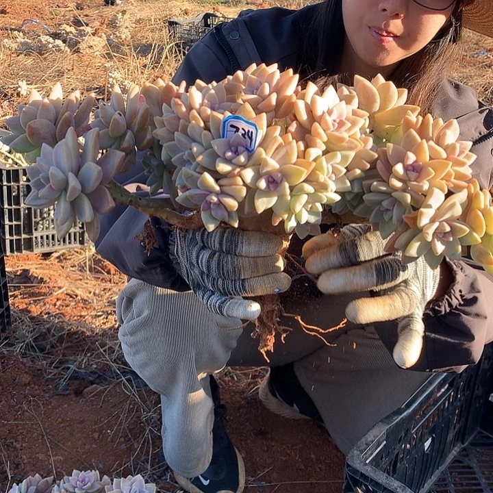724 淡雪缀 一物一拍