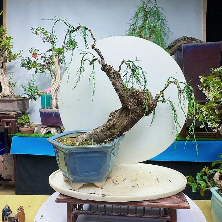 雨*三春柳柽柳地方各级