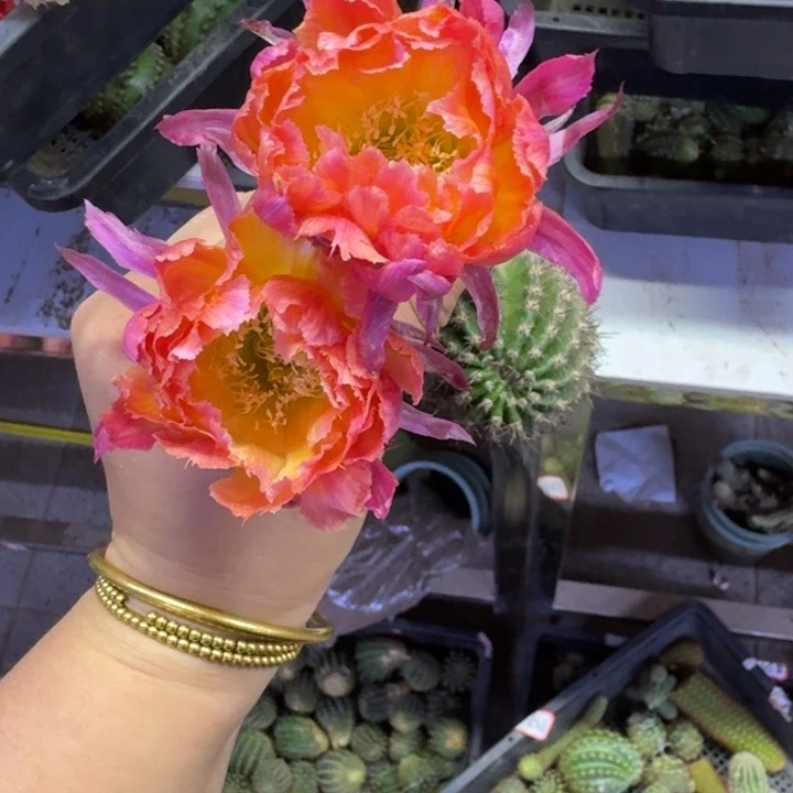 374彩草光辉岁月歪无根侧牙4公分左右，20包邮