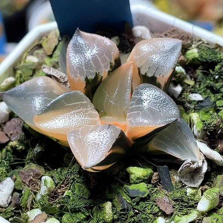 575花影锦特选福利