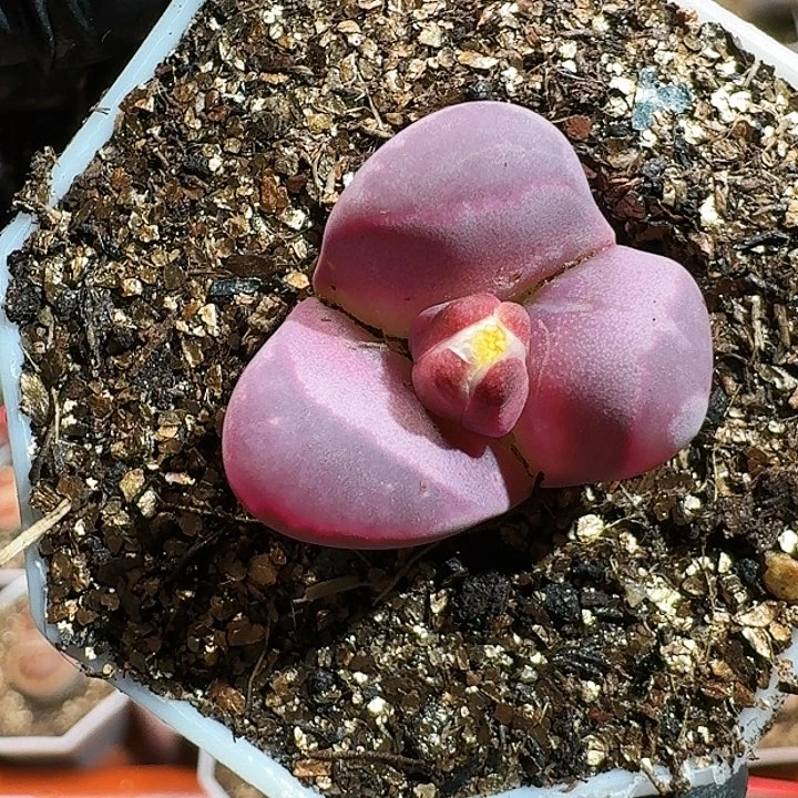 生石花1111111。   363