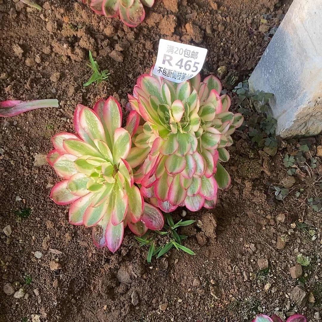 465倾城缀化多肉法师锦