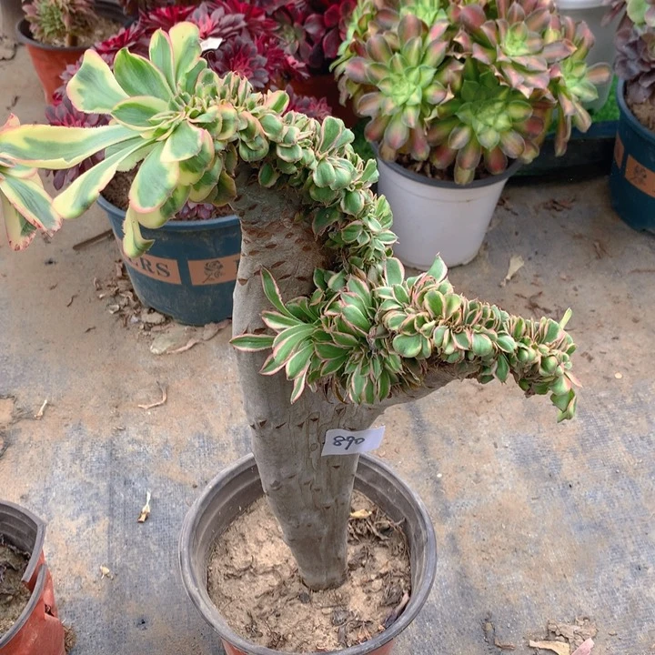 *️*890燕姿锦缀化朵朵