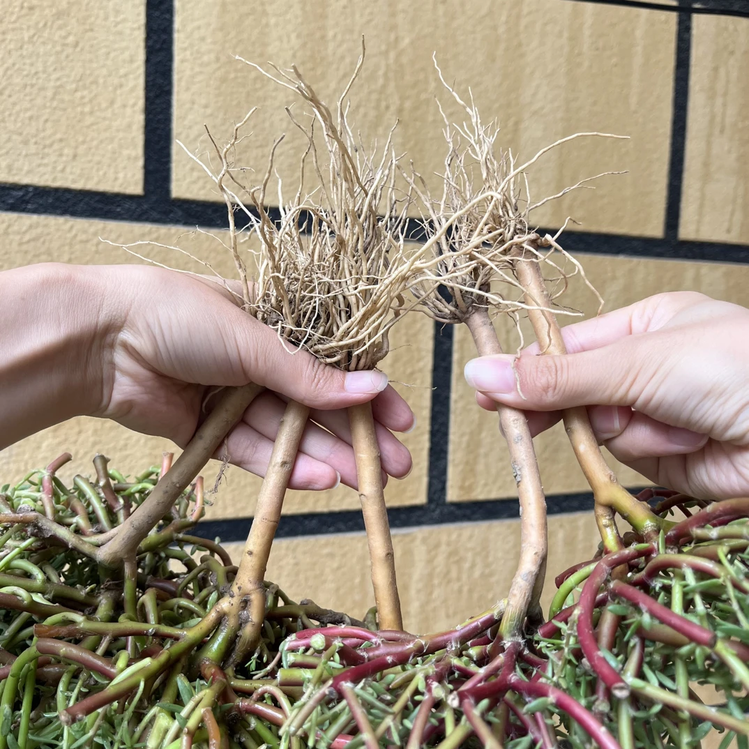 宿根重瓣玫红王精品老桩耐高温耐寒花期开十一月底